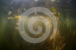 Pond Vegetation and Sunlight