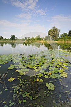 Pond in the village