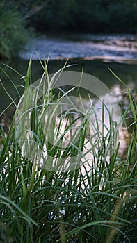 Pond water lake in the  in Russia