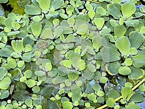 Pond with water lettuce and small frog from above