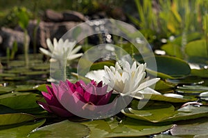 Pond with water lilies