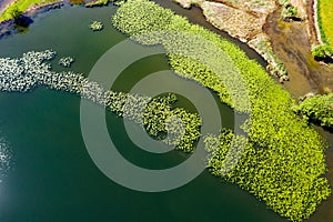 Pond with water lilies, aerial