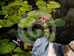 Pond with water lilies in classical Chinese garden