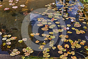 Pond with water lilies and fish in city park on a sunny day