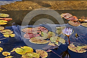 Pond with water lilies and fish in city park on a sunny day