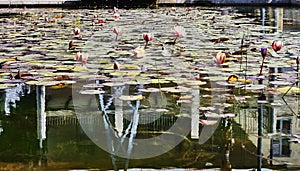 Pond with water lilies and fish in city park on sunny day