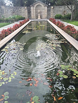 Pond with water lilies and goldfish in garden