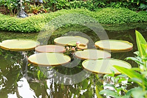 Pond with water lilies and palm trees in Singapore Botanic Gardens