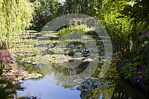 Pond with water lilies in the park