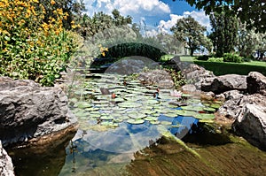 Pond with water lilies in a pond park