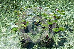 Pond with water lilies in a pond park