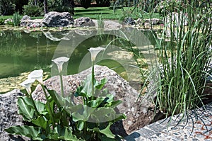 Pond with water lilies in a pond park