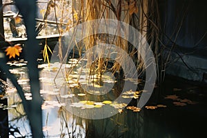 a pond with water lilies and reeds in front of a building
