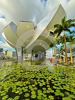 Pond with water lilies and Singapore ArtScience museum in background