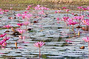 Pond with water lilies in Sundarbans, Banglade