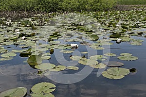 Pond with water lillys