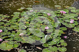 Pond with water lily and koi fish