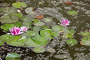 Pond with water lily and koi fish