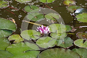 Pond with water lily and koi fish