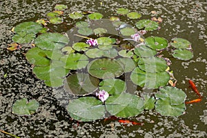 Pond with water lily and koi fish