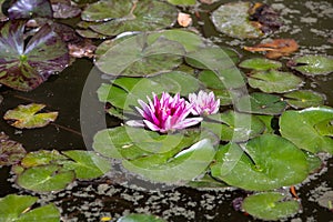 Pond with water lily and koi fish