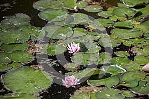 Pond with water lily and koi fish