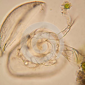 Pond water plankton and algae at the microscope. Ostracod crustacean