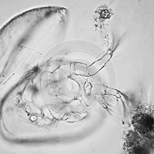 Pond water plankton and algae at the microscope. Ostracod crustacean