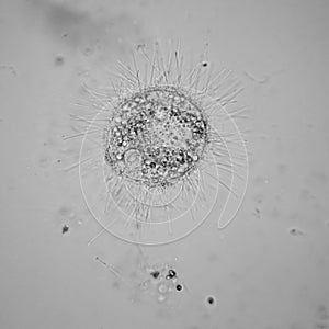 Pond water plankton and algae at the microscope.Volvox aureus