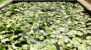 Pond water plants in the gardens of Mosen Cinto Verdaguer