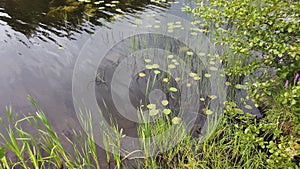 Pond with water plants. water surface with ripples