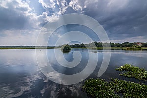 a pond with water vegetation and trees on the shore with sunbeams