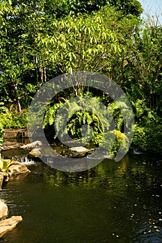 A pond with waterfall in greenery garden