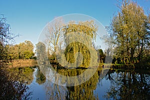 Pond with weeping willow and other trees in the Flemish countryside