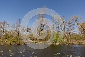 Pond with weeping willows and other trees in the Flemish countryside.