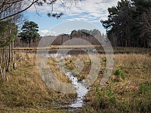 Pond and wet ground at Skipwith Common, North Yorkshire, England