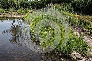 Pond in a wetland with cattails in the riparian area