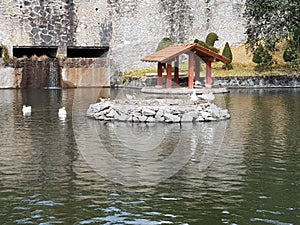 pond with white ducks in a park