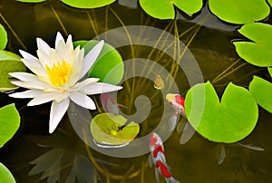 Pond with white waterlily and koi fish.