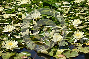 Pond with white and yellow water lilies on a background of green round leaves