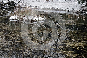 Pond in Winter