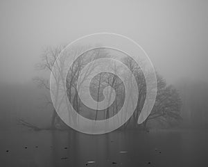 Pond in winter in a foggy forest