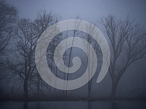 Pond in winter in a foggy forest