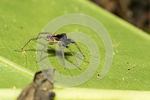 Pond wolf spider Pardosa pseudoannulata