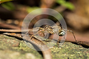 Pond wolf spider Pardosa pseudoannulata