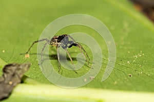 Pond wolf spider Pardosa pseudoannulata