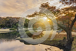 Pond with a wooden bridge on a islet with big autumn maple tree under the sunset sky in the garden of Rikugien in Tokyo in Japan