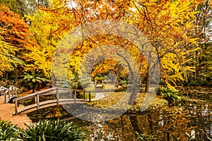 Pond with wooden bridges in Autumn.