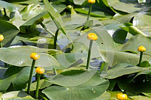 Pond with yellow water lily
