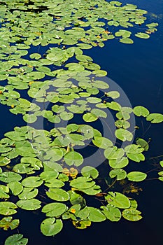 Pond with yellow waterlily flowers, green leaf, duckweed in a summer day